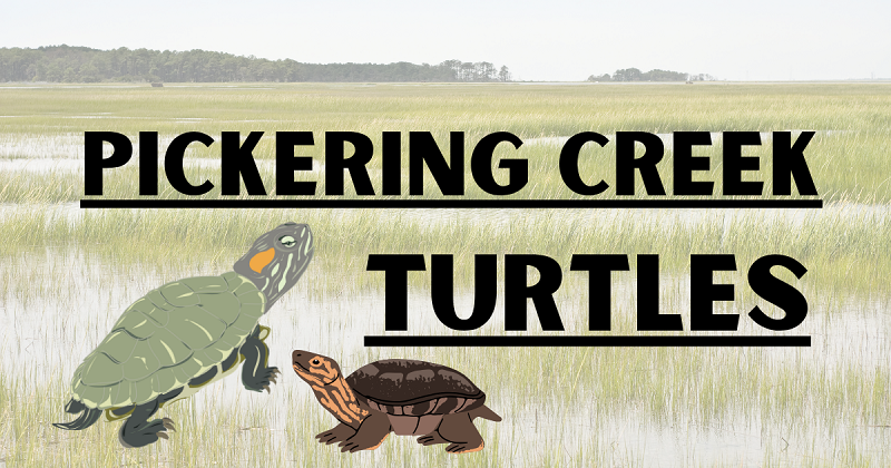 Pickering Creek's Turtles!